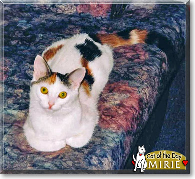 Mirie, the Cat of the Day