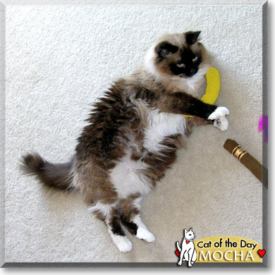 Mocha, the Cat of the Day