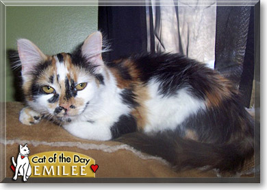 Emilee, the Cat of the Day