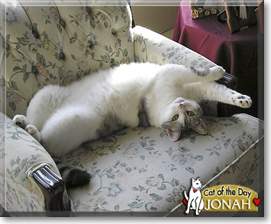 Jonah, the Cat of the Day
