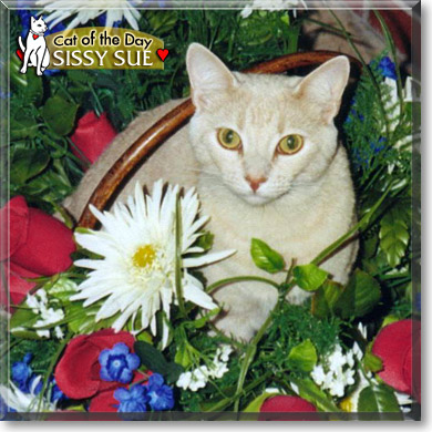 Sissy Sue, the Cat of the Day