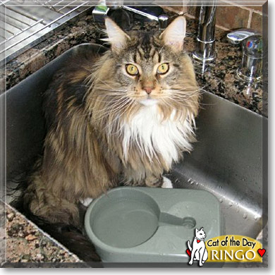Ringo, the Cat of the Day
