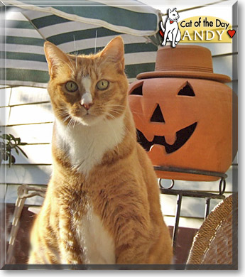 Andy, the Cat of the Day