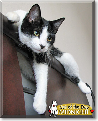 Midnight, the Cat of the Day
