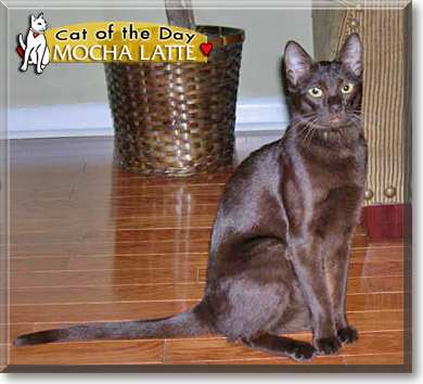 Mocha Latte, the Cat of the Day