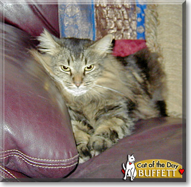 Buffett, the Cat of the Day