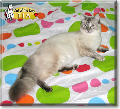 Tia, the Cat of the Day