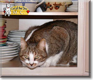 M.C., the Cat of the Day
