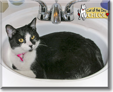 Chloe, the Cat of the Day