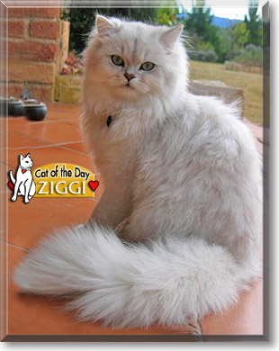 Ziggi, the Cat of the Day
