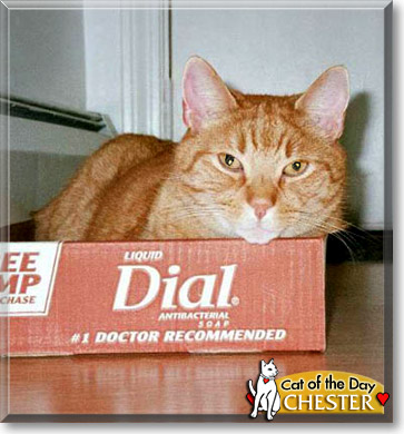 Chester, the Cat of the Day