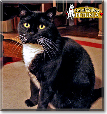 Petunia, the Cat of the Day