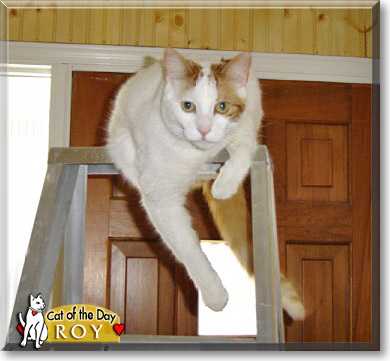 Roy, the Cat of the Day