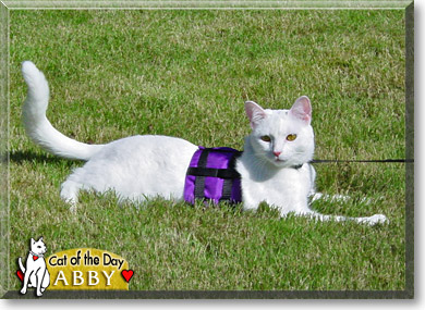 Abby, the Cat of the Day