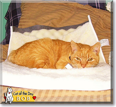 Bob, the Cat of the Day