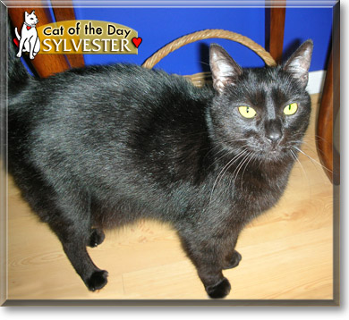 Sylvester, the Cat of the Day