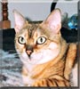 Tiger Lily