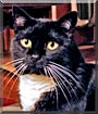 Petunia