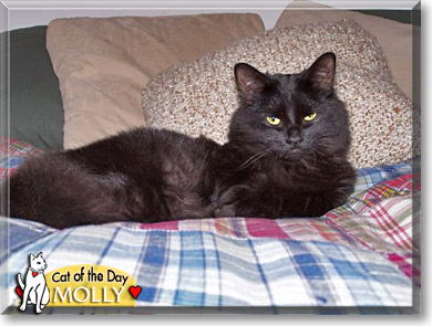 Molly, the Cat of the Day