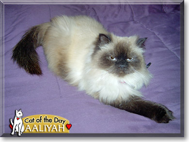 Aaliyah, the Cat of the Day