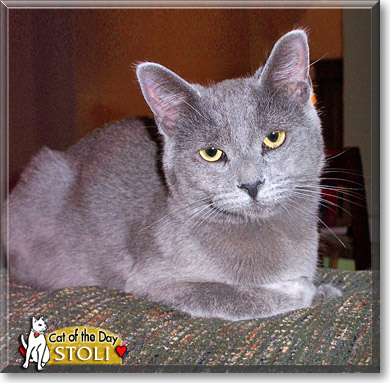 Stoli, the Cat of the Day