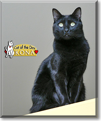 Kona, the Cat of the Day