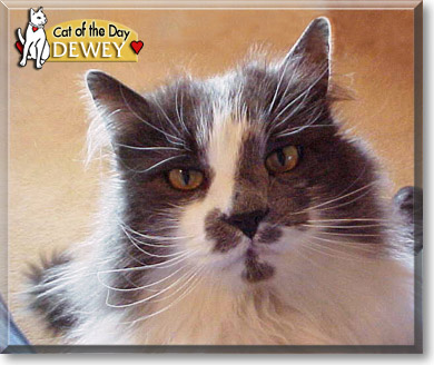Dewey, the Cat of the Day