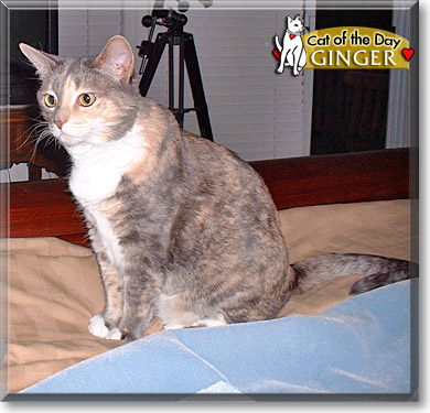 Ginger, the Cat of the Day