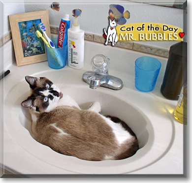 Mr. Bubbles, the Cat of the Day
