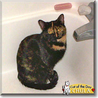 Chula, the Cat of the Day