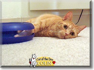 Colin, the Cat of the Day
