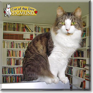 Sigmund, the Cat of the Day