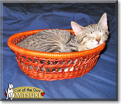 Mitsuki, the Cat of the Day