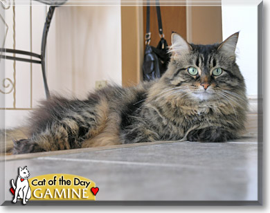 Gamine, the Cat of the Day