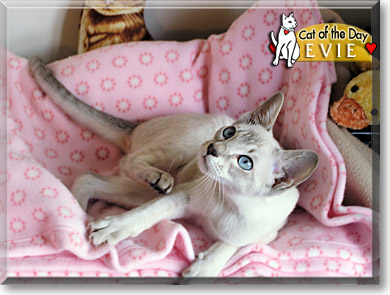 Evie, the Cat of the Day