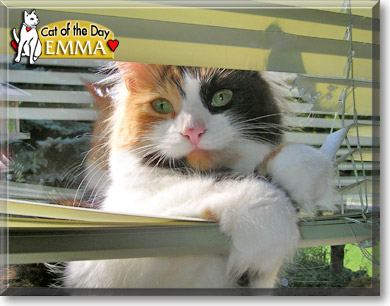 Emma, the Cat of the Day