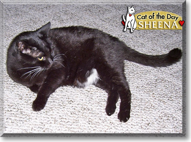 Sheena, the Cat of the Day