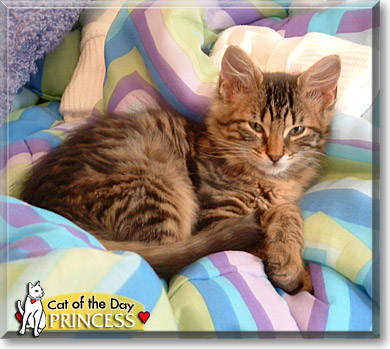 Princess, the Cat of the Day