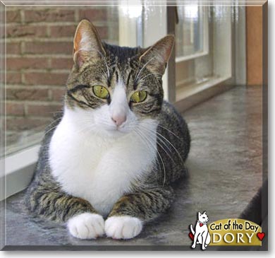 Dory, the Cat of the Day