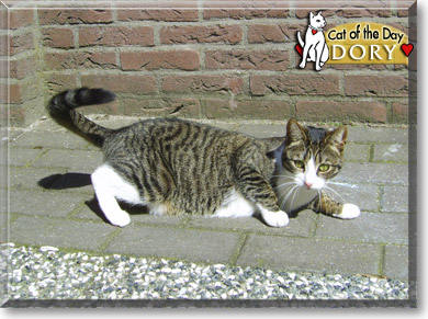 Dory, the Cat of the Day