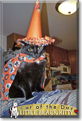 Little Black Kitty, the Cat of the Day