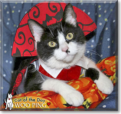 Woo Ping, the Cat of the Day