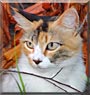 Foxie