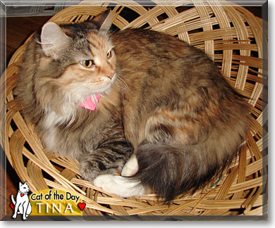 Tina, the Cat of the Day