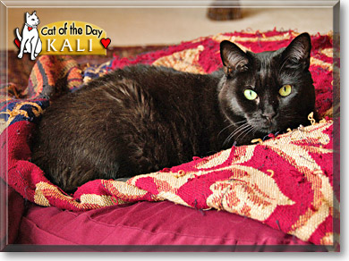 Kali, the Cat of the Day