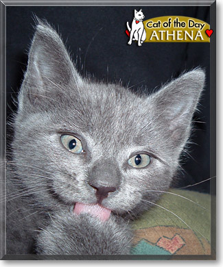 Athena, the Cat of the Day
