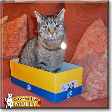 Molly, the Cat of the Day