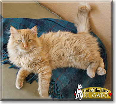 El Gato, the Cat of the Day
