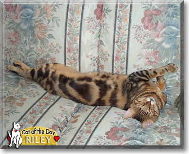 Riley, the Cat of the Day