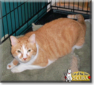 Scuba, the Cat of the Day